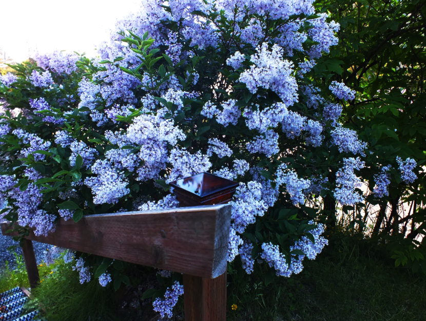 This Japanese lilac will grow to block the stairway unless it trimmed and thinned.