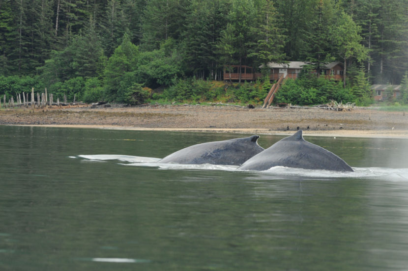 A second humpback has been swimming alongside the entangled humpback since at least June 4, when this photo was taken. The second whale may also be entangled in the anchor line, complicating the entanglement situation. (Public Domain photo by NOAA Fisheries)