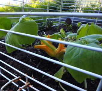 Early planted squash and last year's potatoes grow under an old rabbit cage used as protection from hungry birds and porcupines
