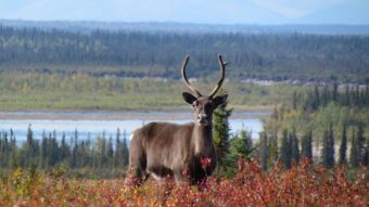 Thousands of caribou like this one traditionally cross the Kobuk River near Onion Portage in the fall. People have been harvesting caribou near this spot for about 9000 years. (Public Domain photo by the National Park Service)