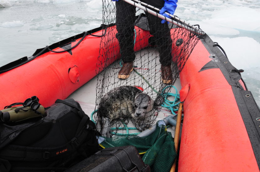 A netted pup: a harbor seal pup just captured in Disenchantment Bay, Alaska. The pup will provide hair, skin, and whisker samples just before having a satellite tag glued to the hair on its back. Pups were reunited with their moms in 20-30 minutes. Photo collected under the authority of MMPA permit No. 19309. Photo credit: John Jansen (NOAA)