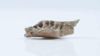 Among the hominin fossils found at the Mata Menge site on the Indonesian island of Flores was part of a lower jaw. Kinez Riza/Nature