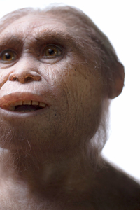 A reconstruction of Homo floresiensis by Atelier Elisabeth Daynes. Kinaz Riza/Nature