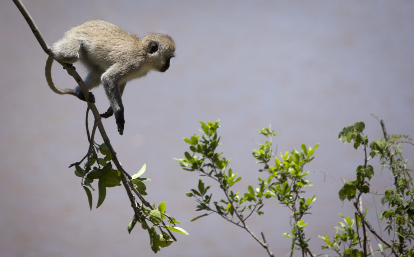 The culprit is believed to be a vervet monkey (though not this particular one, photographed in 2012 in Kenya's Maasai Mara). Ben Curtis/AP