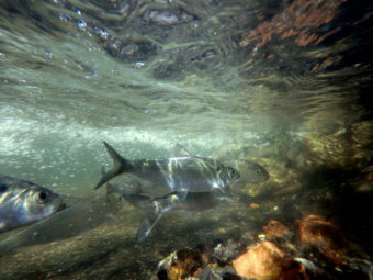 Herring swim up the Wynants Kill two weeks after an old industrial dam was removed to allow ocean-going fish access to the Hudson River tributary for spawning and habitat in Troy, N.Y. (Photo by Erica Capuana/AP)