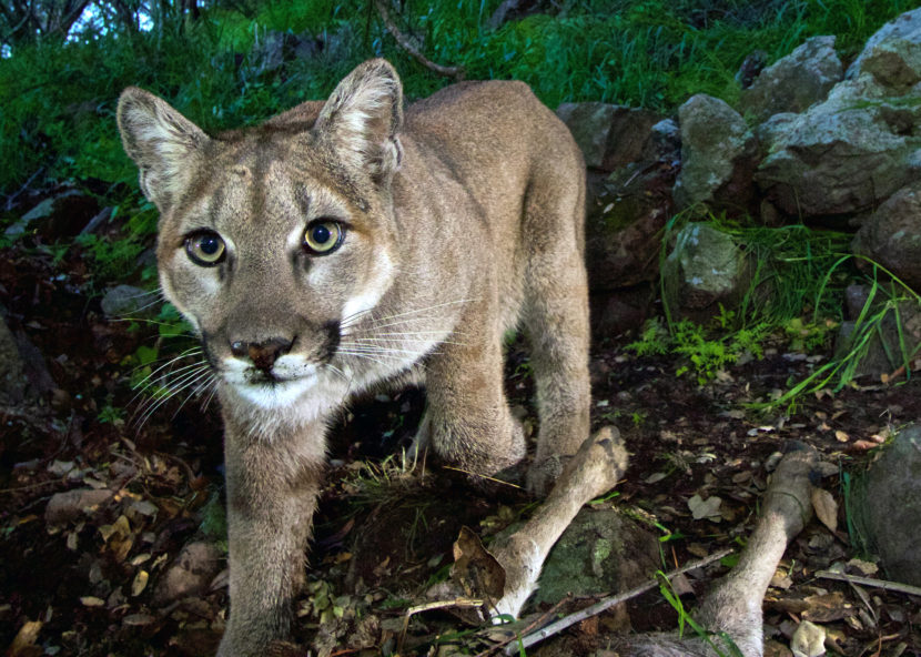 The Colorado boy was attacked by a mountain lion (though not this particular animal, photographed by the National Park Service in California's Santa Monica Mountains National Recreation Area). HOPD/AP