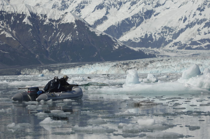 Capture_mode: Researchers move slowly through the ice in Disenchantment Bay hoping to get close enough to net a seal so as to measure and weigh it, collect samples, and attach a satellite tag to monitor behavior. Photo collected under the authority of MMPA permit No. 19309. Photo credit: Jamie Womble (NPS)