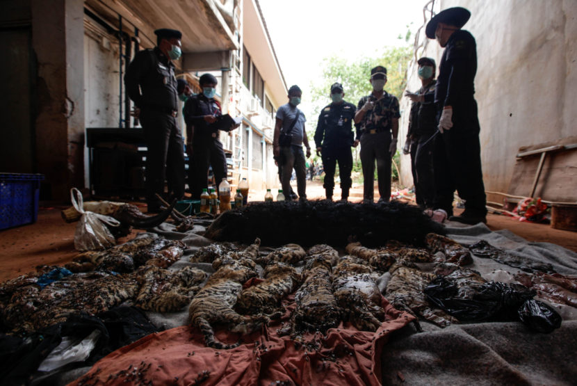 Officers with Thailand's Department of National Parks, Wildlife and Plant Conservation observe the carcasses of 40 tiger cubs and a binturong (also known as a bearcat) found at the "Tiger Temple" on Wednesday. Dario Pignatelli/Getty Images