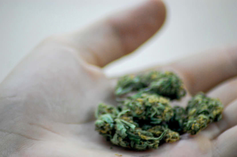 marijuana in hand