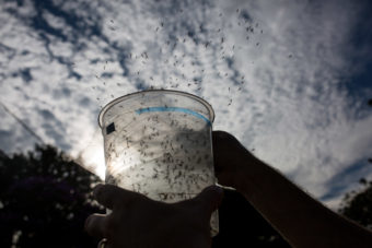 Genetically modified mosquitoes are released in Piracicaba, Brazil, in an effort to combat Zika virus. These mosquitoes were modified using conventional techniques. Victor Moriyama/Getty Images
