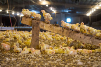 Perdue will study the effects of features such as perches in chicken houses. It hopes to double the activity levels of its chickens in the next three years. Business Wire