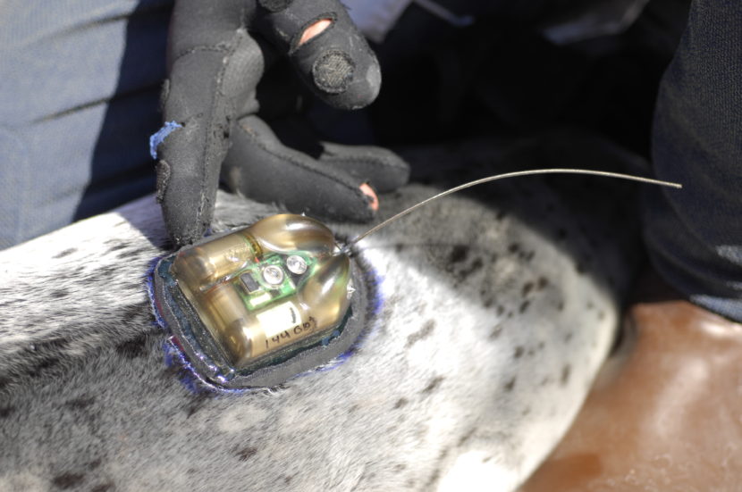 Satellite technology: A closeup view of a satellite tag attached to a harbor seal pup. The tag will transmit information about haulout and diving behavior of pups during the period they are dependent on mom for nutrition, and during their first year of independence. Photo collected under the authority of MMPA permit No. 19309. Photo credit: Jamie Womble (NPS)