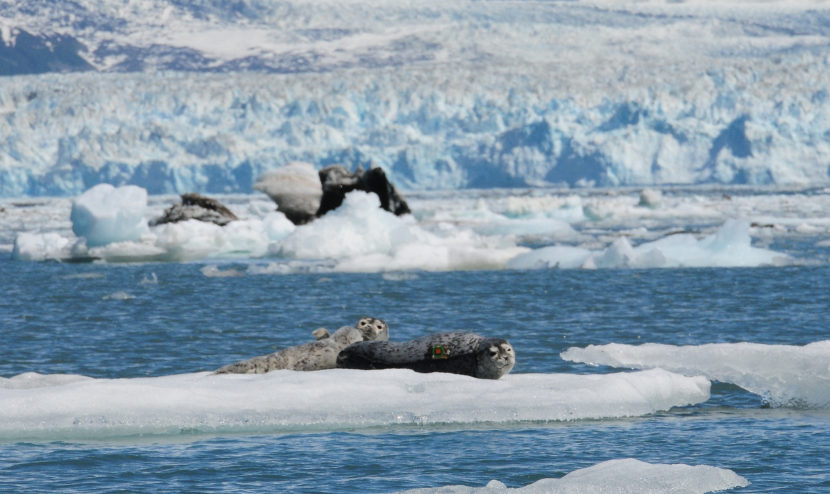 Study participant: A study animal resting on ice in a group near Hubbard Glacier in Disenchantment Bay some days after having a satellite tag attached (see tag on pup’s back). Photo collected under the authority of MMPA permit No. 19309. Photo credit: John Jansen (NOAA)