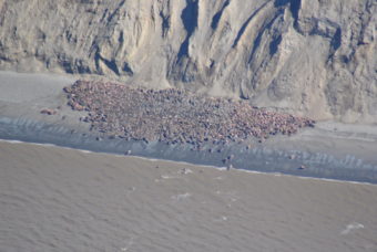 Photo taken by US Fish and Wildlife Service of walrus hauled out at Cape Grieg, just north of the Ugashik fishing district line, earlier this spring.