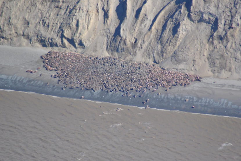 Photo taken by US Fish and Wildlife Service of walrus hauled out at Cape Grieg, just north of the Ugashik fishing district line, earlier this spring.
