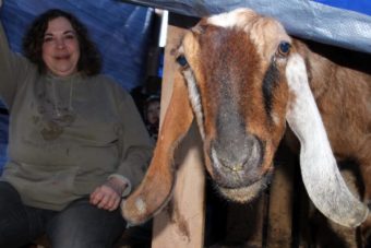 Milly, a milk goat from Wrangell, turned to sniff my breathe. “That’s how they get to know you,” Daniels said. There are fifteen does in the goat herd. (Emily Kwong, KCAW – Sitka)