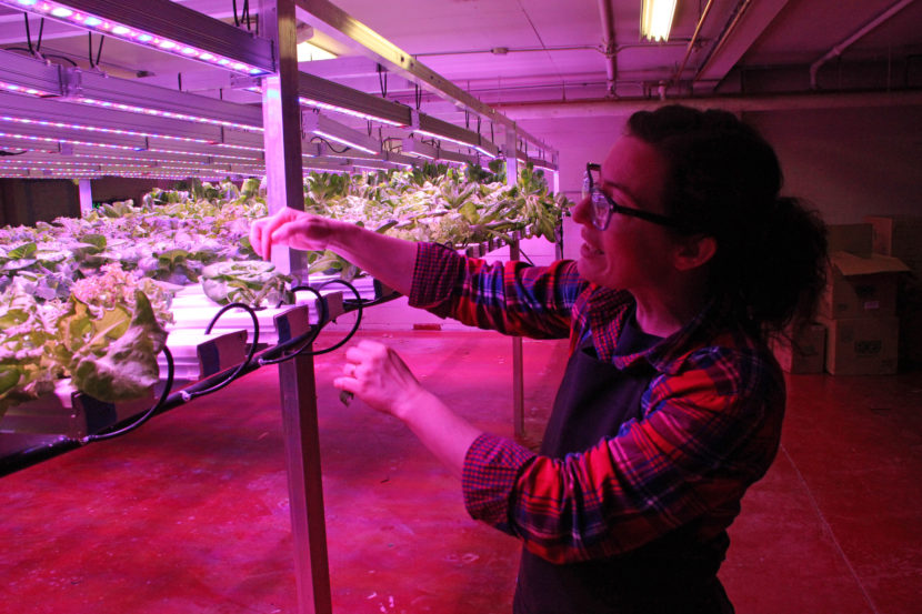 “It’s horticulture, not botany!” When her husband mentioned that Urban Greens was looking for a new manager, Mills jumped at it – even though it meant a major pay cut. At least, she says, she gets to work with plants. Photo: Rachel Waldholz/Alaska’s Energy Desk