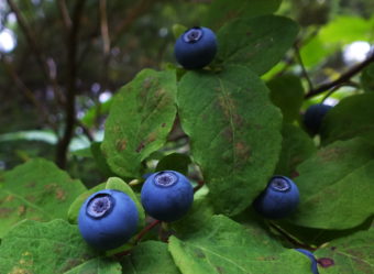 These blueberries are almost ripe.
