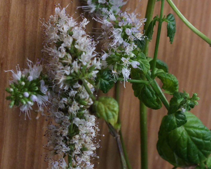 This bolting and flowering mint in an indoor herb garden needs to go.