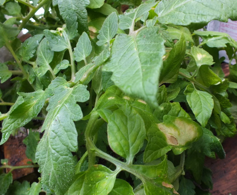 These greenhouse tomatoes show signs of trouble, possibly not enough ventilation.