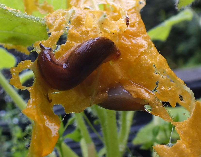 Eew! - A pair of slugs attack a squash blossom during a break in the summer rains. The devastated flower was removed and both slugs died a horrible, horrible death moments after this picture was taken.