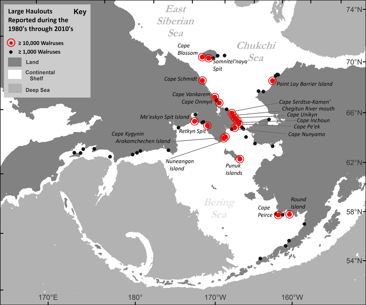 Map showing Pacific walrus coastal haulout locations reported in the past four decades (1980s– 2010s), with a maximum aggregation size of greater than or equal to 1,000 walruses.