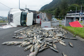 16,000lbs of salmon spill from a rolled truck on Egan Drive on July 25th, 2016. (Photo by Mikko Wilson / KTOO)