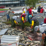 Crews load salmon back into fish totes after a tuck rollover on Egan Drive on July 25th, 2016. (Photo by Mikko Wilson / KTOO)