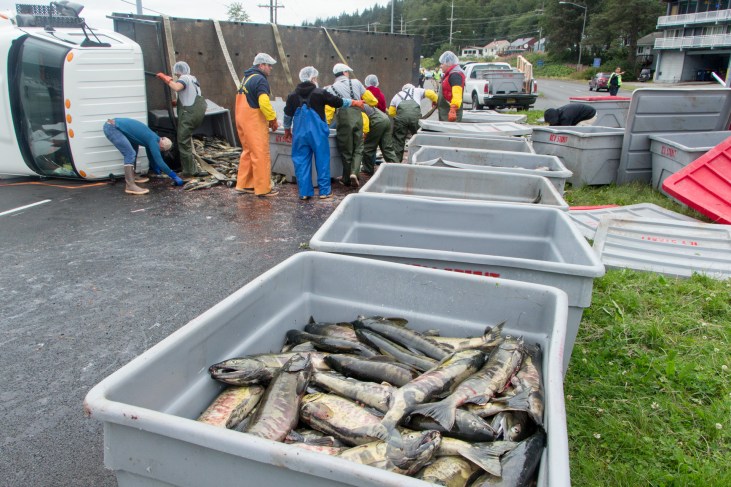 Crews load salmon back into fish totes after a tuck rollover on Egan Drive on July 25th, 2016. (Photo by Mikko Wilson / KTOO)
