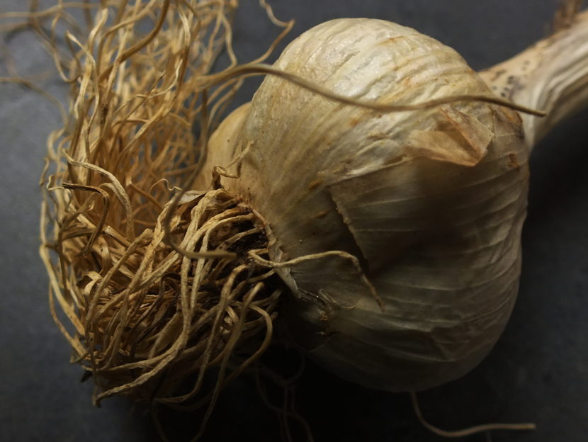 This garlic was harvested last year and cured over the winter with the roots and stem still intact.