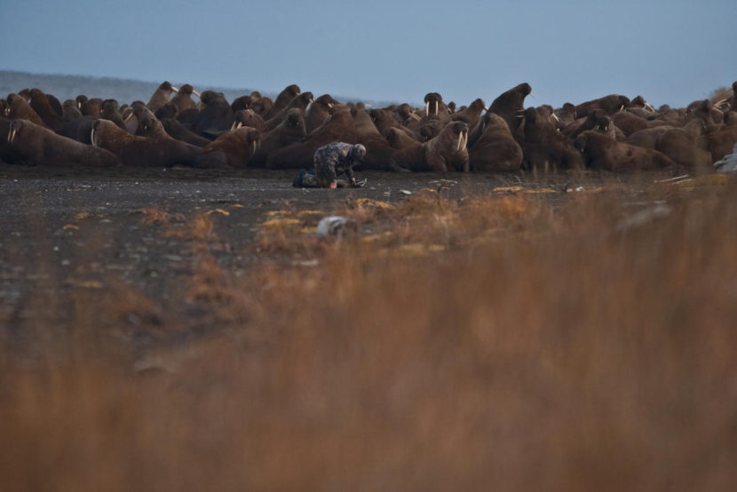 (Photo taken during USGS research efforts permitted under US Fish and Wildlife Service Permit No. MA801652­3) Ryan Kingsbery, USGS Public domain