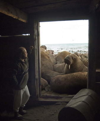 Photographer: Anatoly Kochnev, Senior Scientist, Mammals Ecology Lab Institute of Biological Problems of the North Far East Branch, Russian