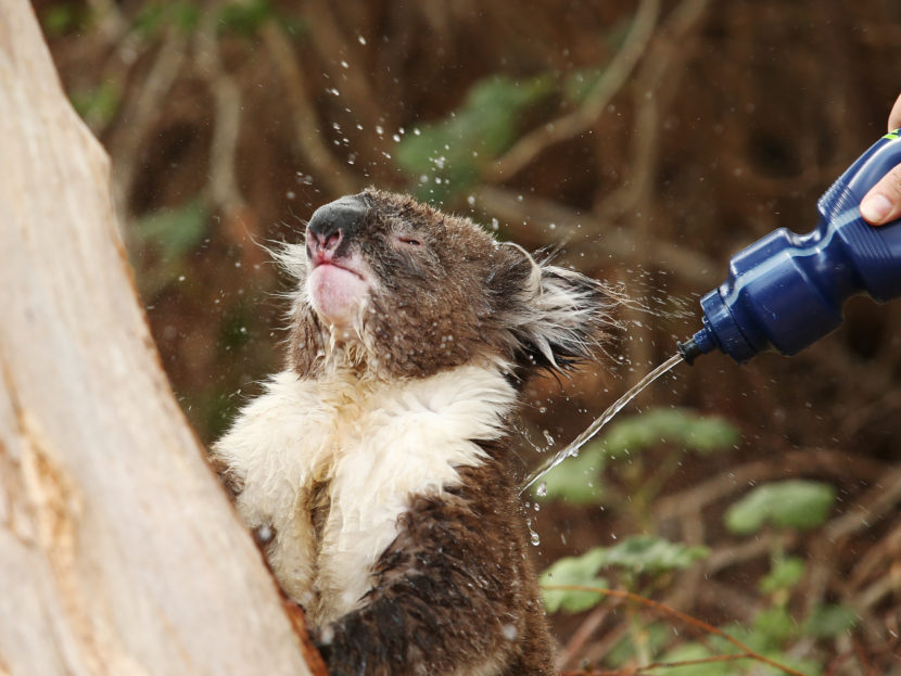 A heat-stressed koala is doused with water in December 2015 during an extreme heat wave in Adelaide, Australia. Last year was the hottest on record, but 2016 is on pace to supplant it at the top of the list. Every month of this year has set heat records. (Photo by Morne de Klerk/Getty Images)
