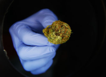 In states that made medical marijuana legal, prescriptions for a range of drugs covered by Medicare dropped. (Photo by Chris Hondros/Getty Images)