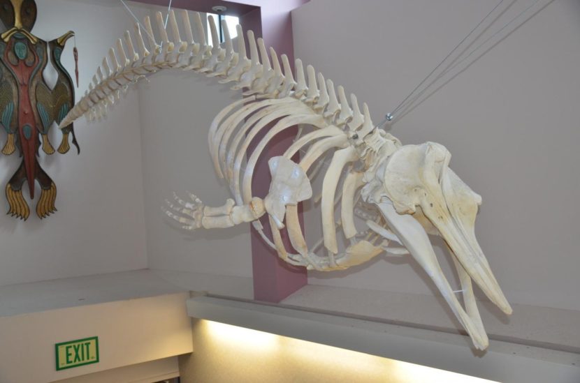 This skeleton hanging at Unalaska High School is the only full specimen for a new species of whale, long known but only recently identified. (Photo courtesy Unalaska School District) 