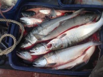 Wood River sockeye are pictured in this June 2016 photo. CREDIT KDLG NEWS