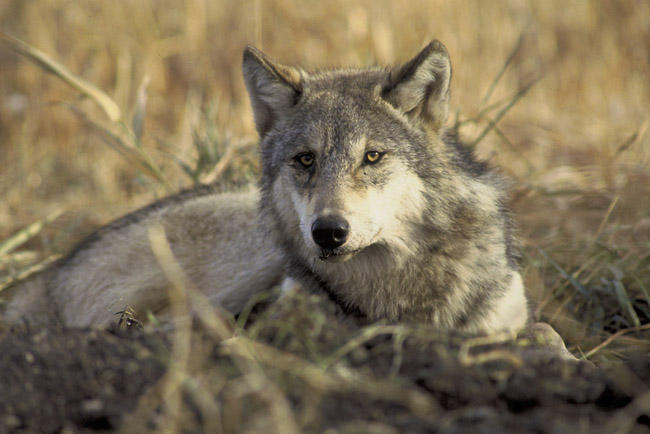 In the wake of finding 12 dead cows killed by wolves, Washington Fish and Wildlife offiicals plan to kill an entire wolf pack inthe northeast corner of the state (File photo U.S. Fish and Wildlife Service)