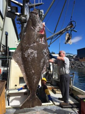 Brian Mattson, with the 396 pound halibut caught near Petersburg. (Abbey Collins, KFSK)