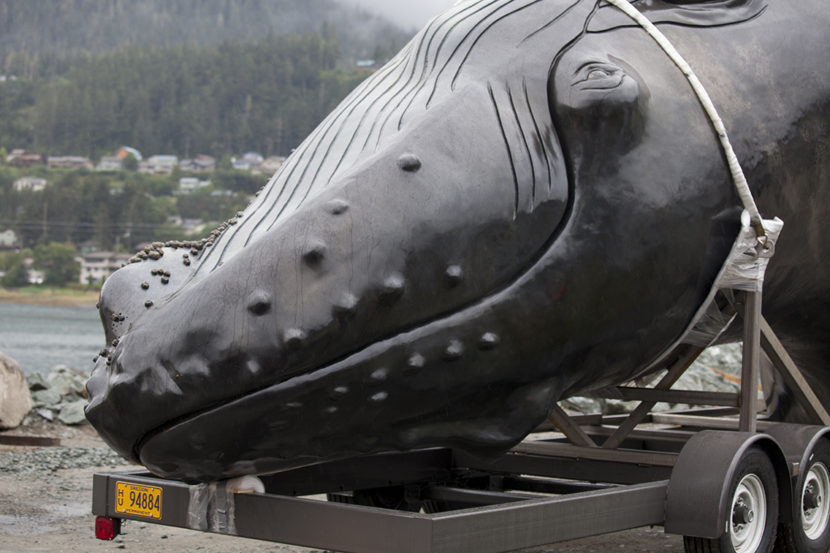 A 25-foot whale sculpture arrived at the Auke Bay ferry terminal and was delivered to a temporary spot under the Douglas bridge on August 8, 2016, in Juneau, Alaska. The life-size bronze sculpture of a humpback whale will eventually be erected in an infinity pool at Juneau's waterfront. (Photo by Rashah McChesney/KTOO)