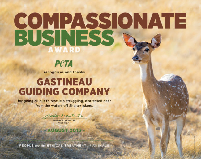 A copy of the Compassionate Business Award that PETA will send the Juneau Gastineau Guiding Co. (Courtesy of People for the Ethical Treatment of Animals)