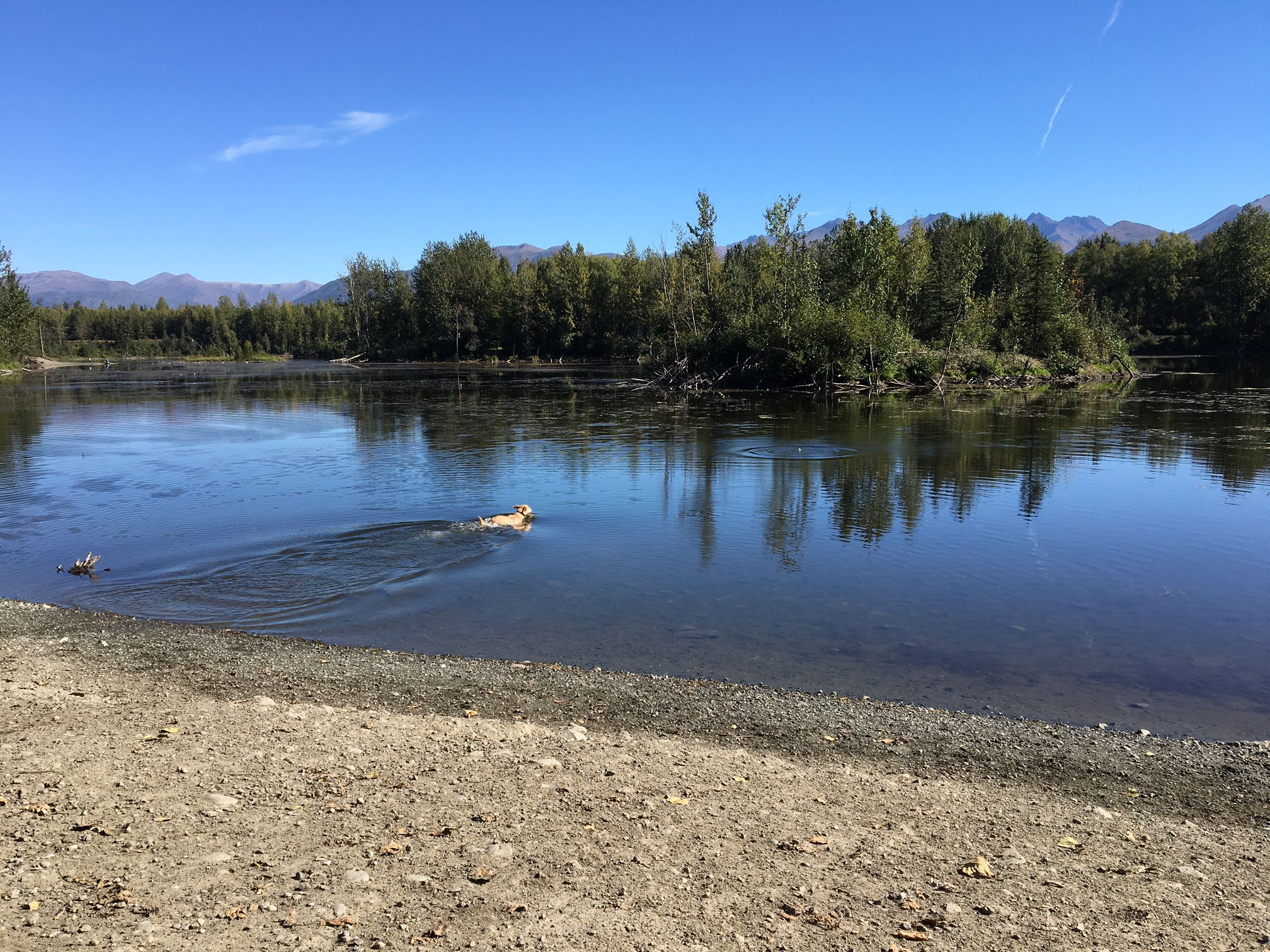 A dog swims in University Lake in Anchorage on Aug. 31, 2016. (Photo By Annie Feidt/Alaska's Energy Desk)