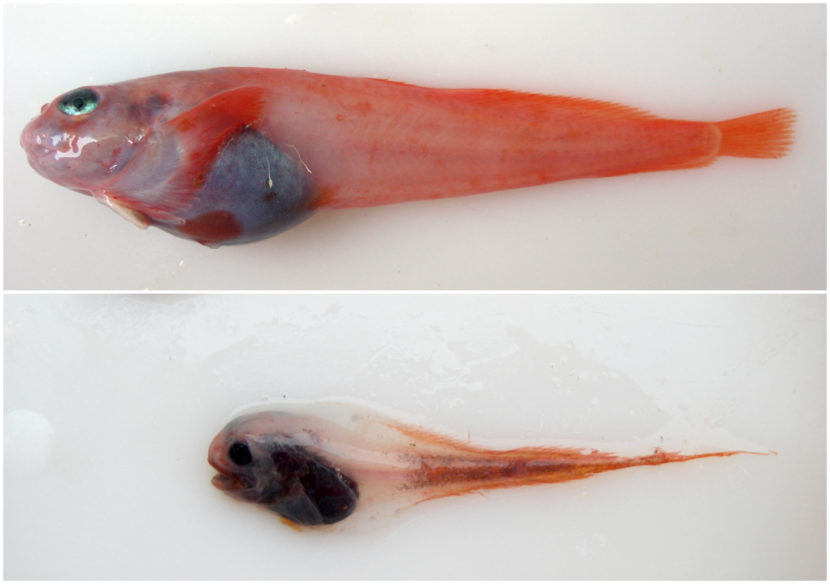 Snailfish can be hard to distinguish. The combed snailfish (top) is found in the Aleutian Islands and the comet snailfish (bottom) lives in the Bering Sea. (Courtesy Jay Orr/NOAA)