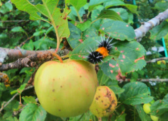 This wooly bear catepillar was spotted roaming an apple tree in Juneau in August 2016.