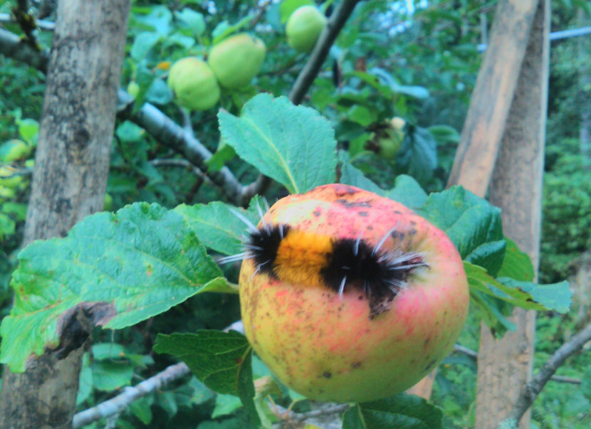 This wooly bear caterpillar contemplates taking a bite out of an apple in Juneau in August 2016.