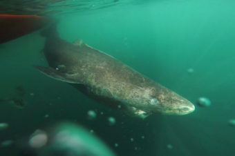 The long lifespan of the Greenland shark, shown here in the cold, deep waters of the Uummannaq Fjord, may only be surpassed by that of the ocean quahog, a clam known to live as long as 507 years.