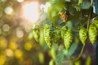 The spike in demand for small-batch beers has infused new life into small, family owned hop farms that were teetering on the edge of bankruptcy. Tim Newman/Getty Images