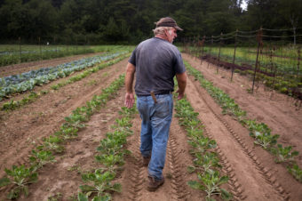 Bruce Hincks of Meadowood Farm walks through his patch of brussels sprouts in Yarmouth, Maine. Hincks, who has been farming for 40 years, said that this is the worst season, in terms of drought and heat, that he has seen in 10 or 12 years. (Photo by Brianna Soukup/Portland Press Herald via Getty Images)