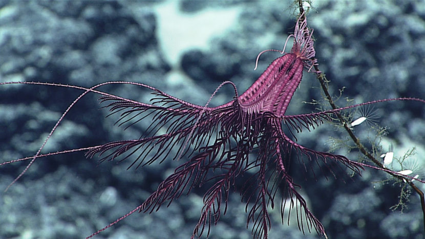 A purple crinoid "hangs out on a dead coral stalk," as NOAA scientists put it, in the Papahānaumokuākea Marine National Monument off the coast of Hawaii. NOAA Office of Ocean Exploration