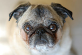 pug closeup