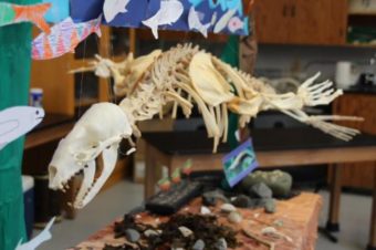 Students with Sitka Sound Science Center’s summer camp week finished assembling the skeleton of this California sea lion in 2016. (Katherine Rose/KCAW)